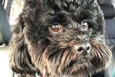 On National Bring Your Dog to Work Day, a love letter to a canine